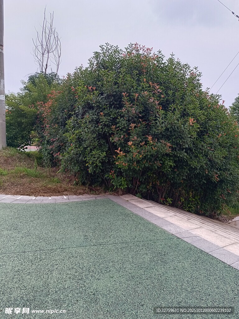 户外绿植旁的绿色地面