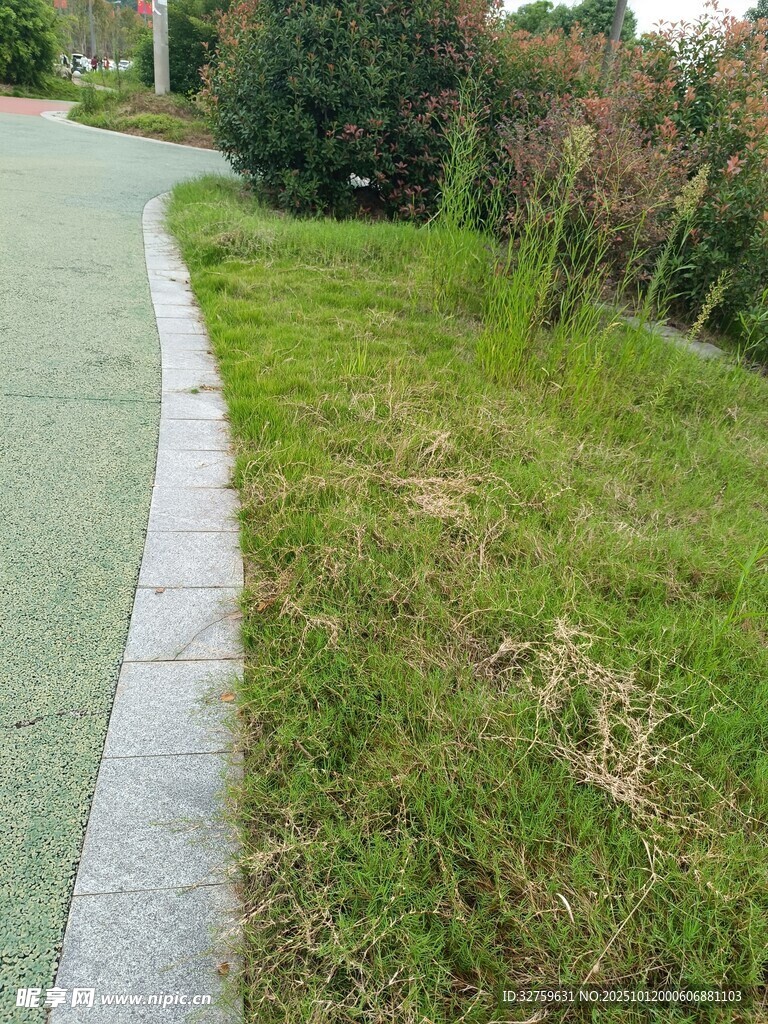 路边草地与小径景观