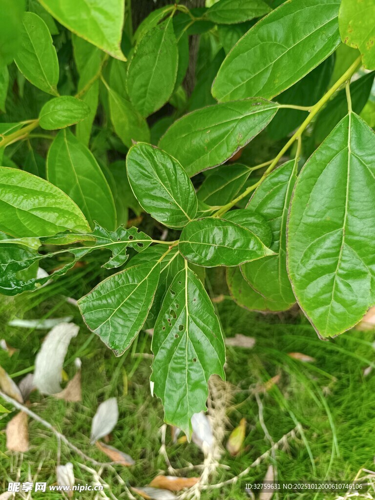 绿叶间的清新植物景象