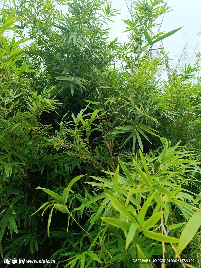 翠绿竹林生机盎然