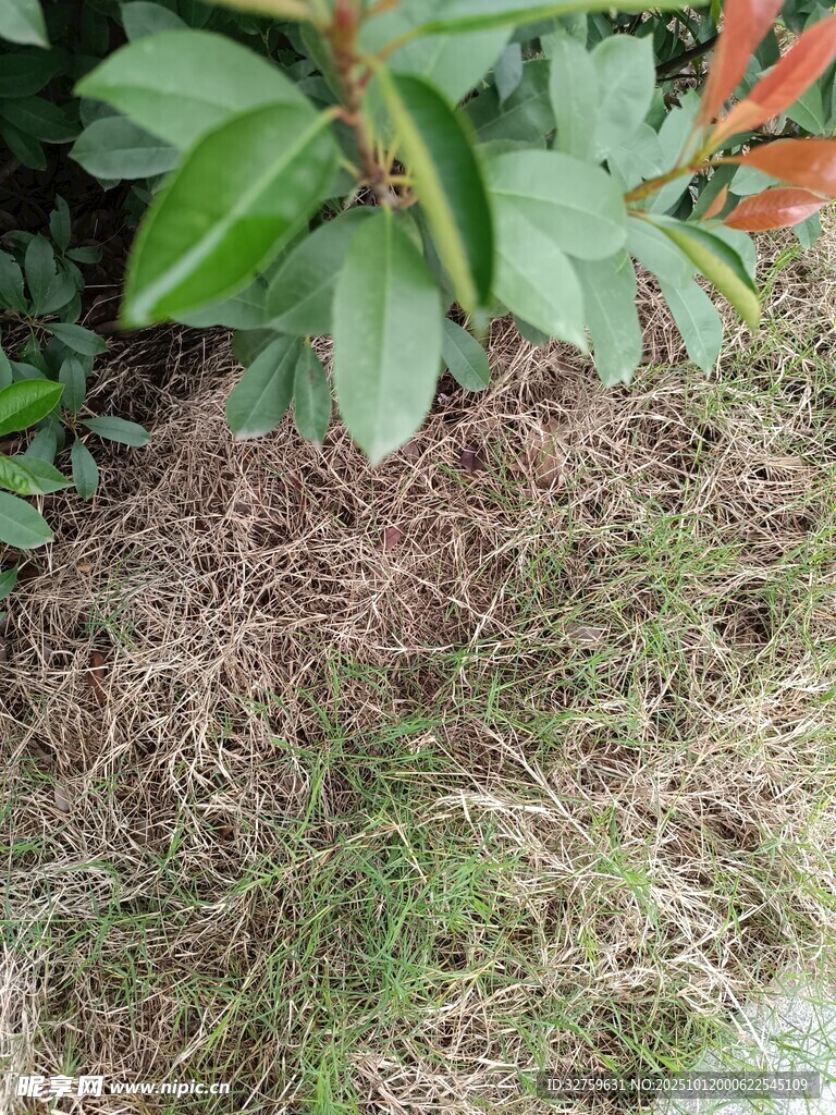 地面上的绿植与干草