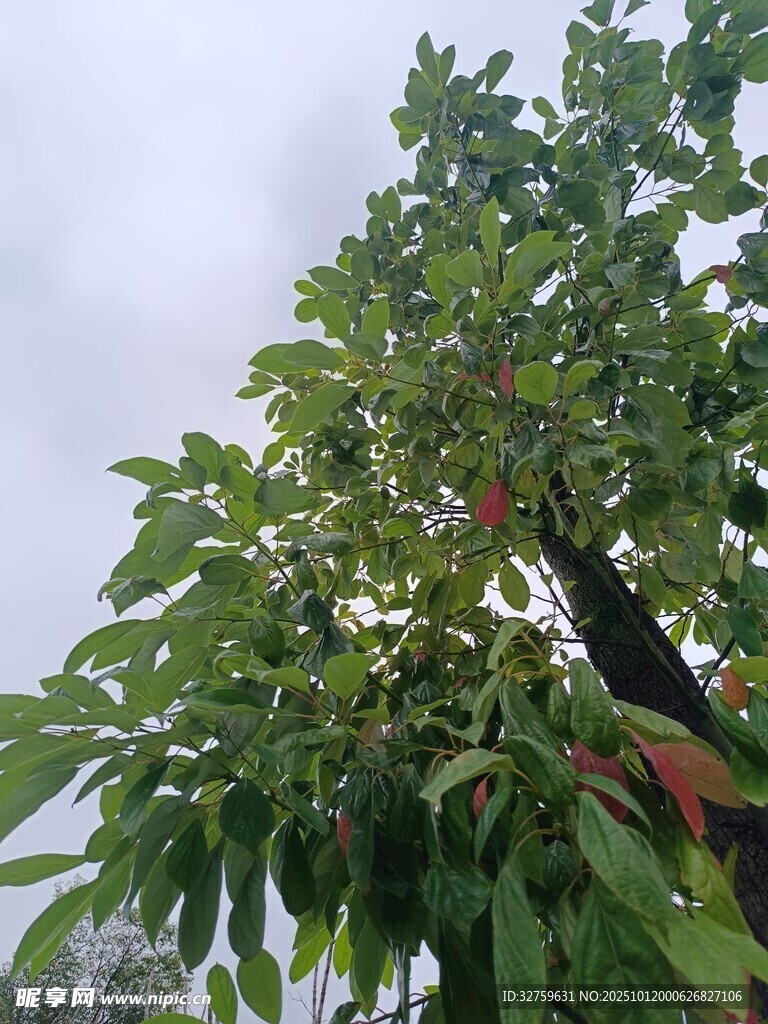 雨中繁茂的绿树