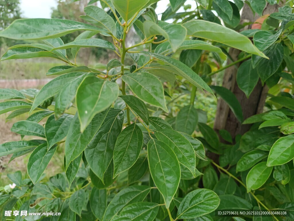绿叶繁茂的植物景象