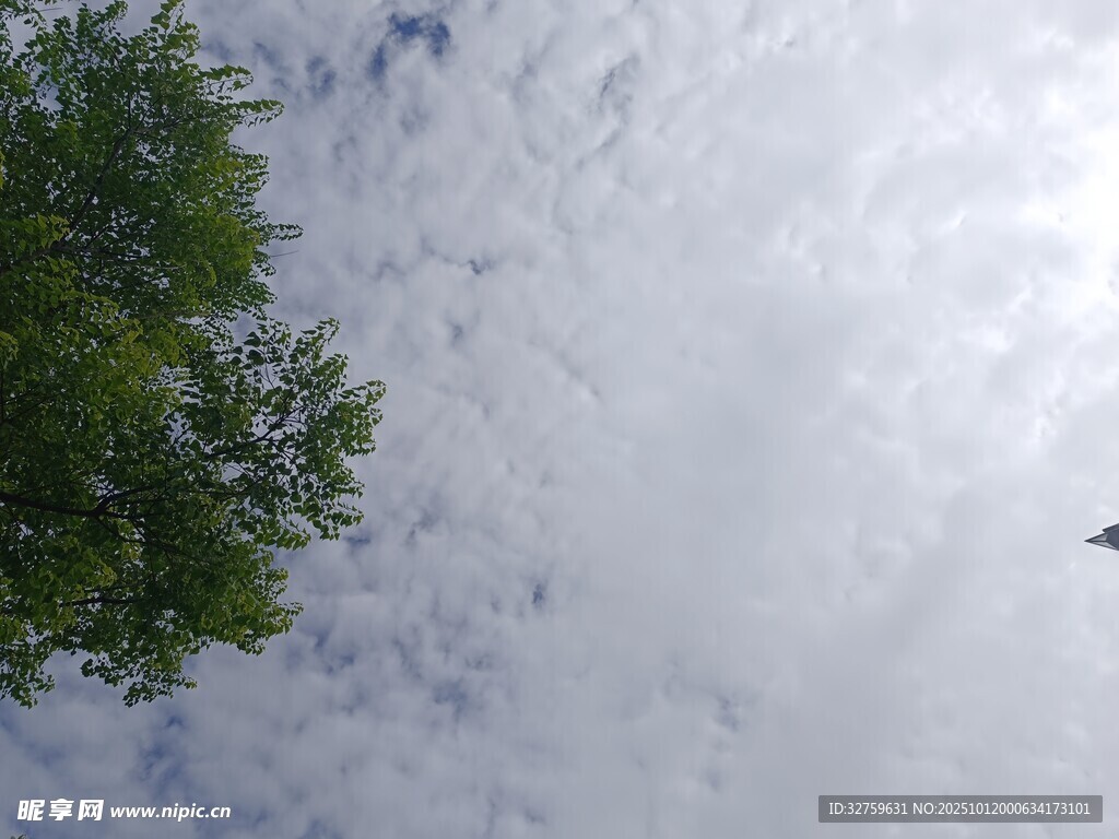 仰视天空绿树与飞鸟