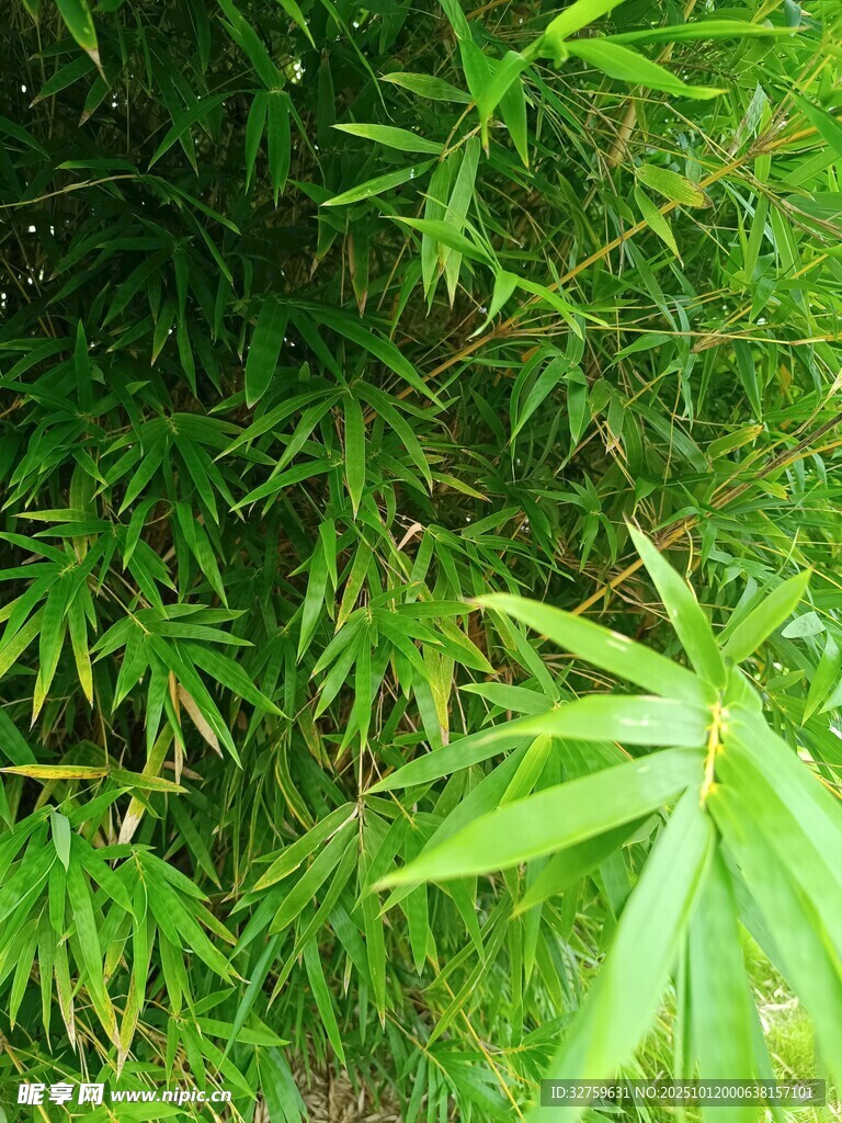 翠绿竹叶