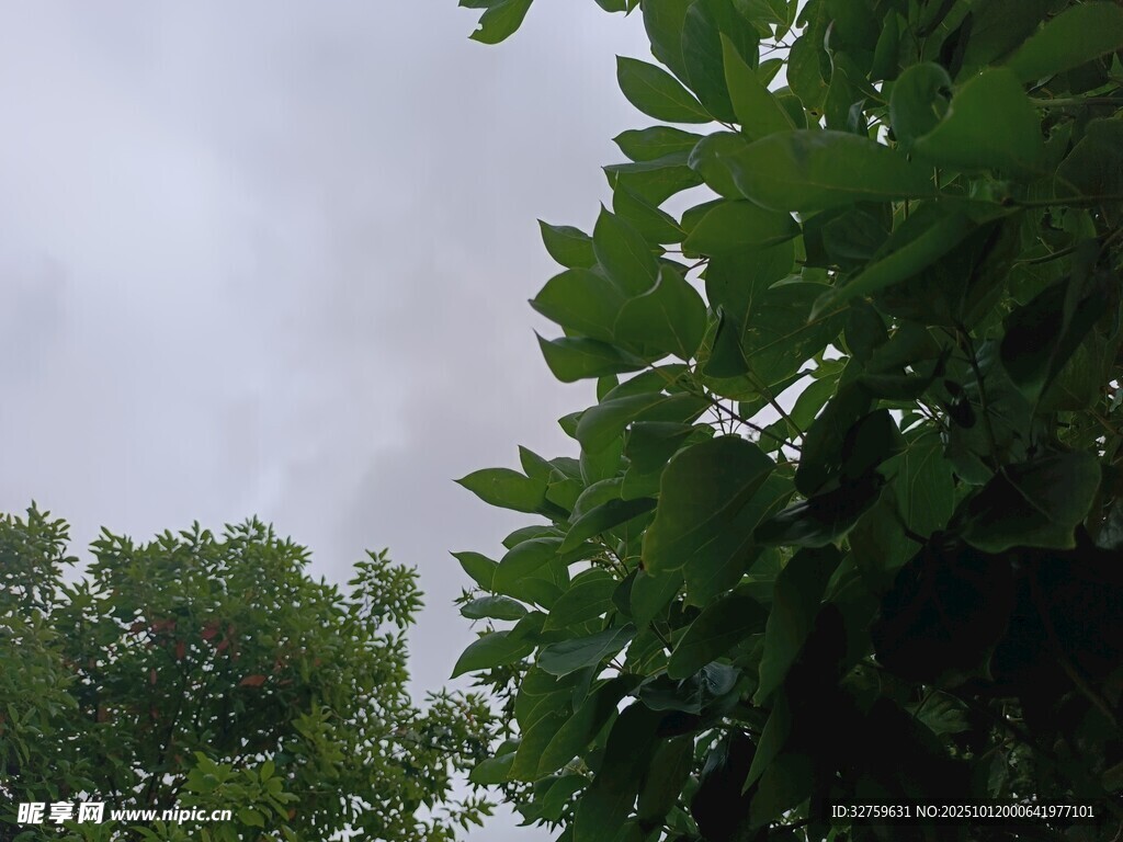 绿树映灰天的自然景致