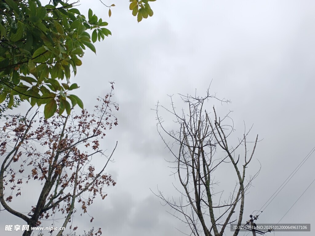 阴天里的繁花与枯树
