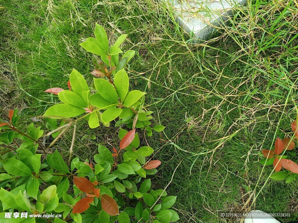 绿叶藤蔓植物特写