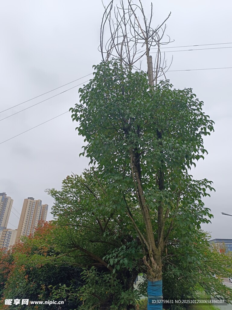 城市中高大茂盛的绿树