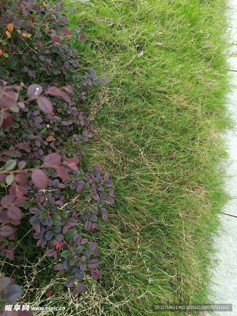 路边多彩植物与小径