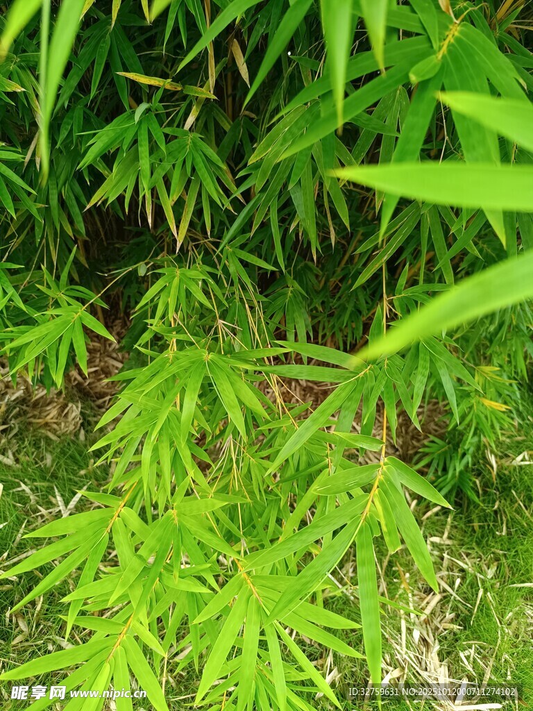 翠绿竹林间的清新景致