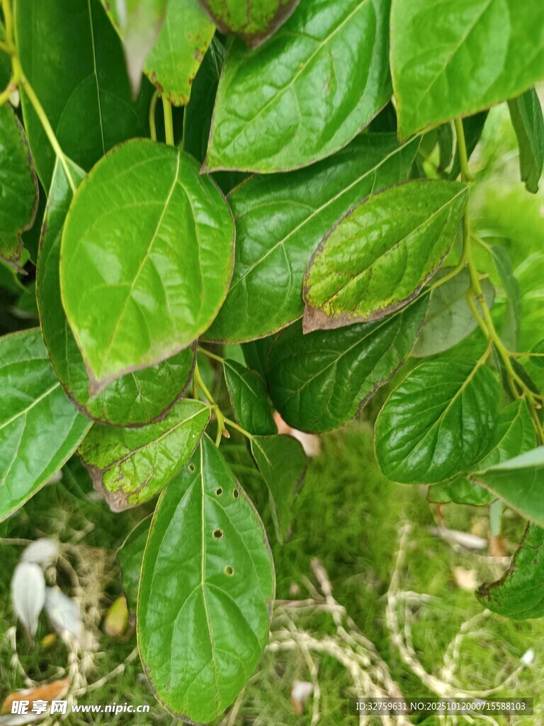 翠绿叶片的生机景象