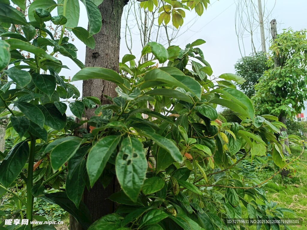 繁茂绿植 