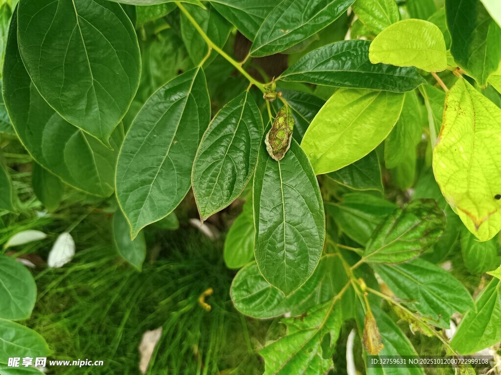 翠绿繁茂的植物叶片