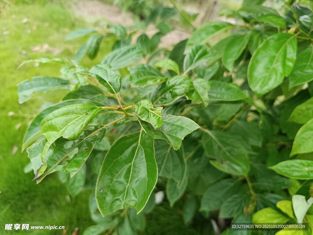 绿叶繁茂的植物