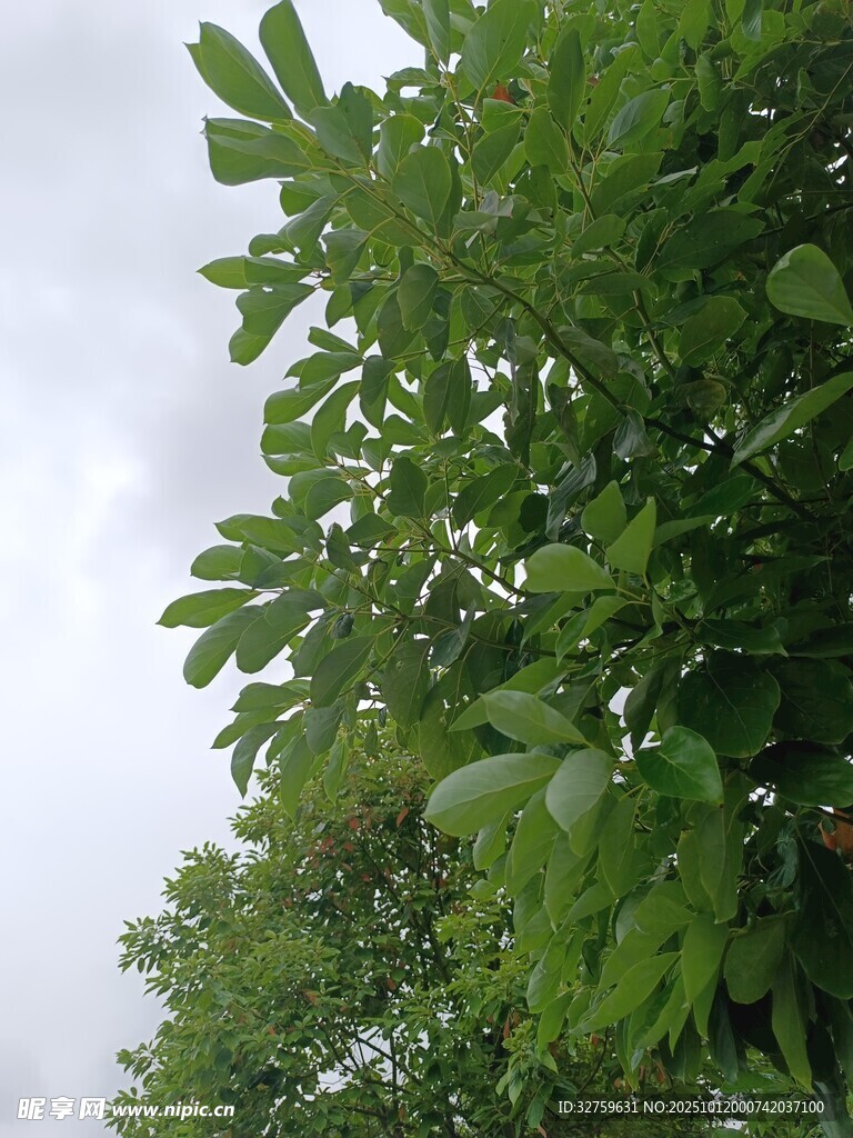 绿叶繁茂的树冠