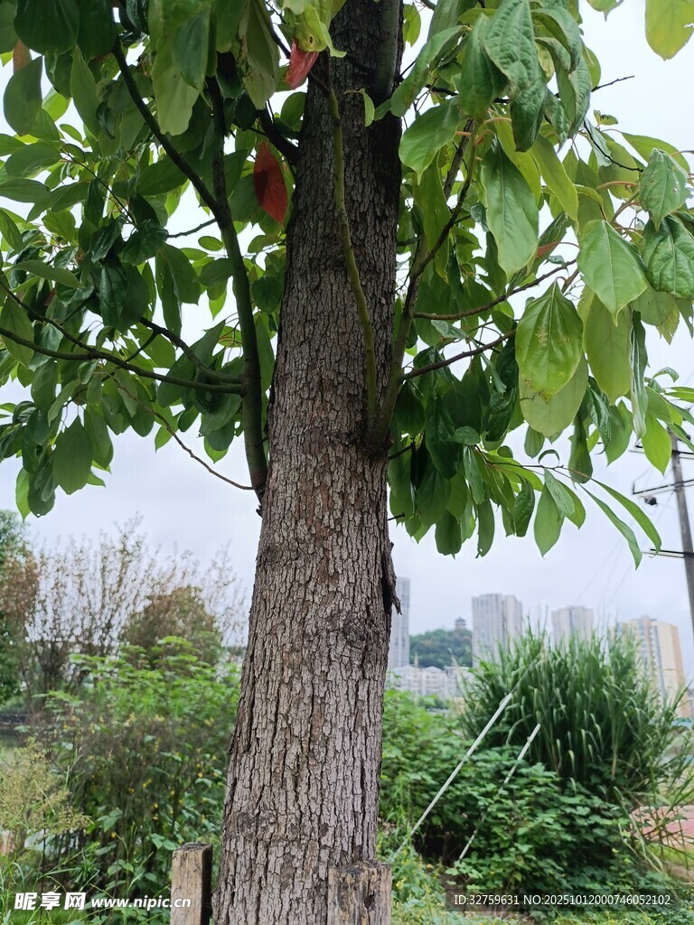 树干旁的繁茂绿植