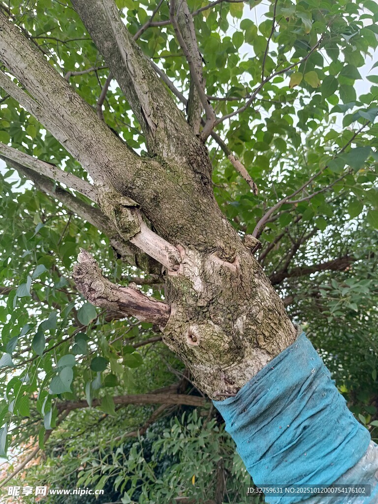 树干缠蓝布的大树
