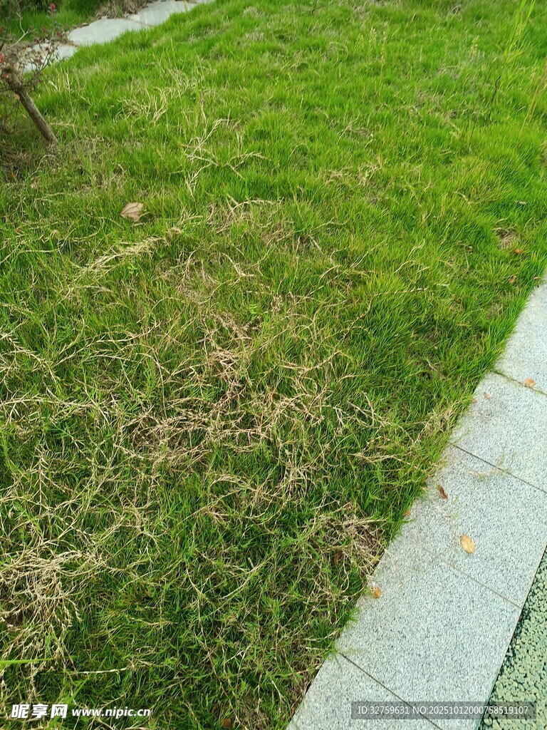 草坪局部枯黄的景象