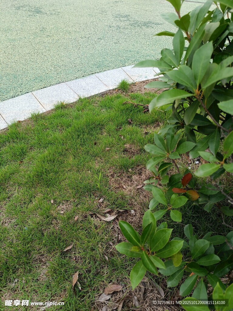 户外草地绿植景观一角