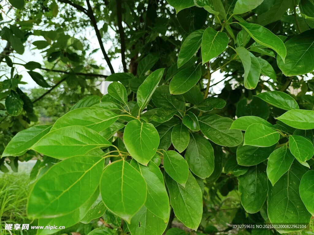 翠绿繁茂的树叶特写