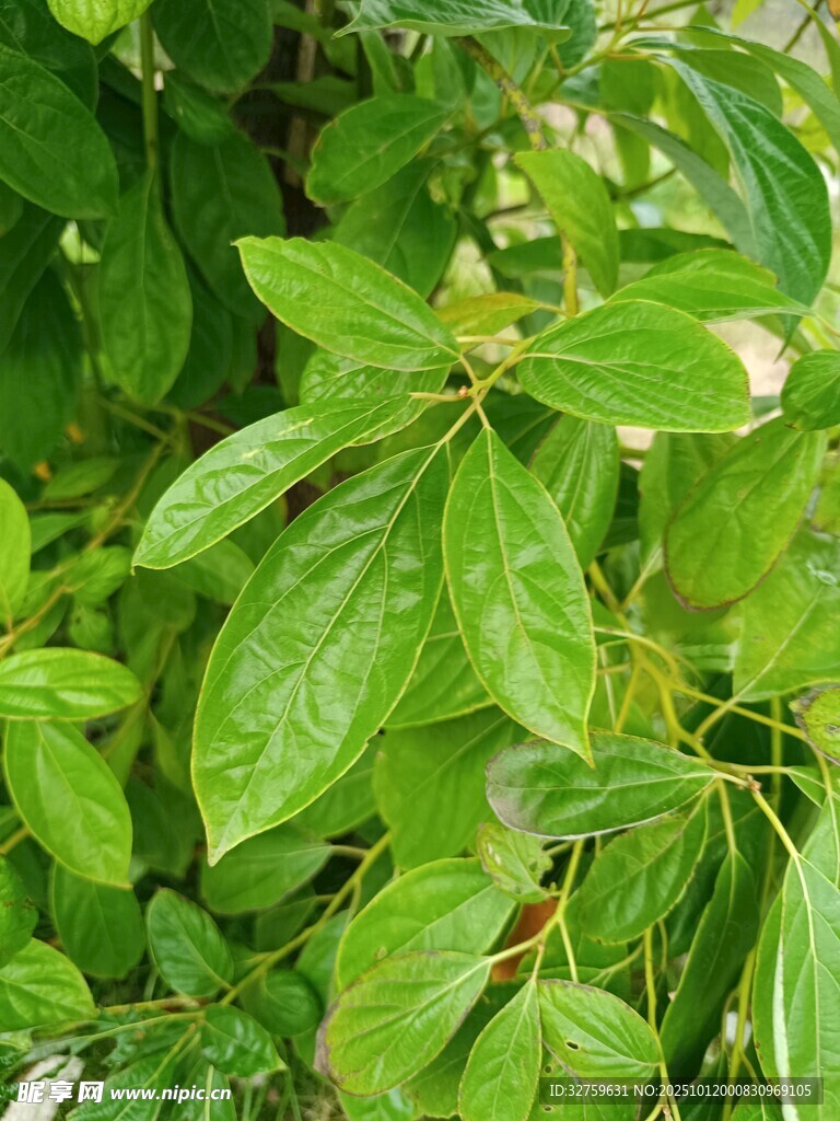 翠绿繁茂的植物叶片