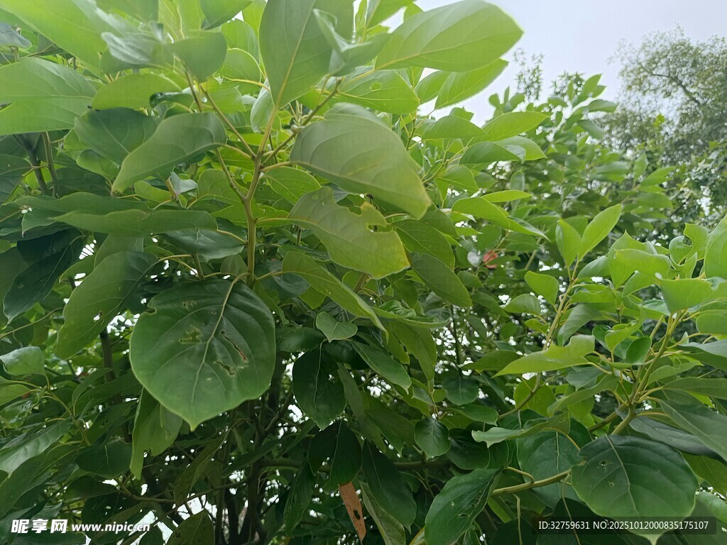 绿叶繁茂的生机景象