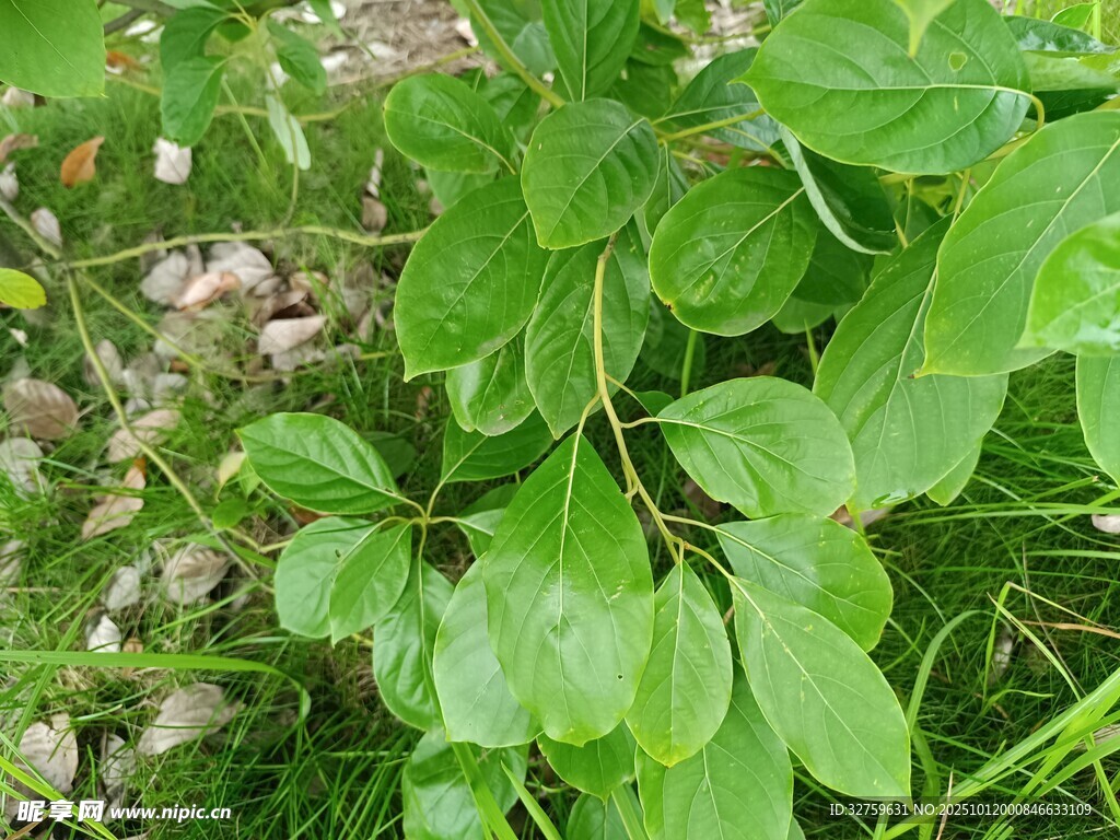 绿叶繁茂的清新植物景象