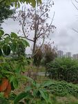 雨中绿植与树木景观