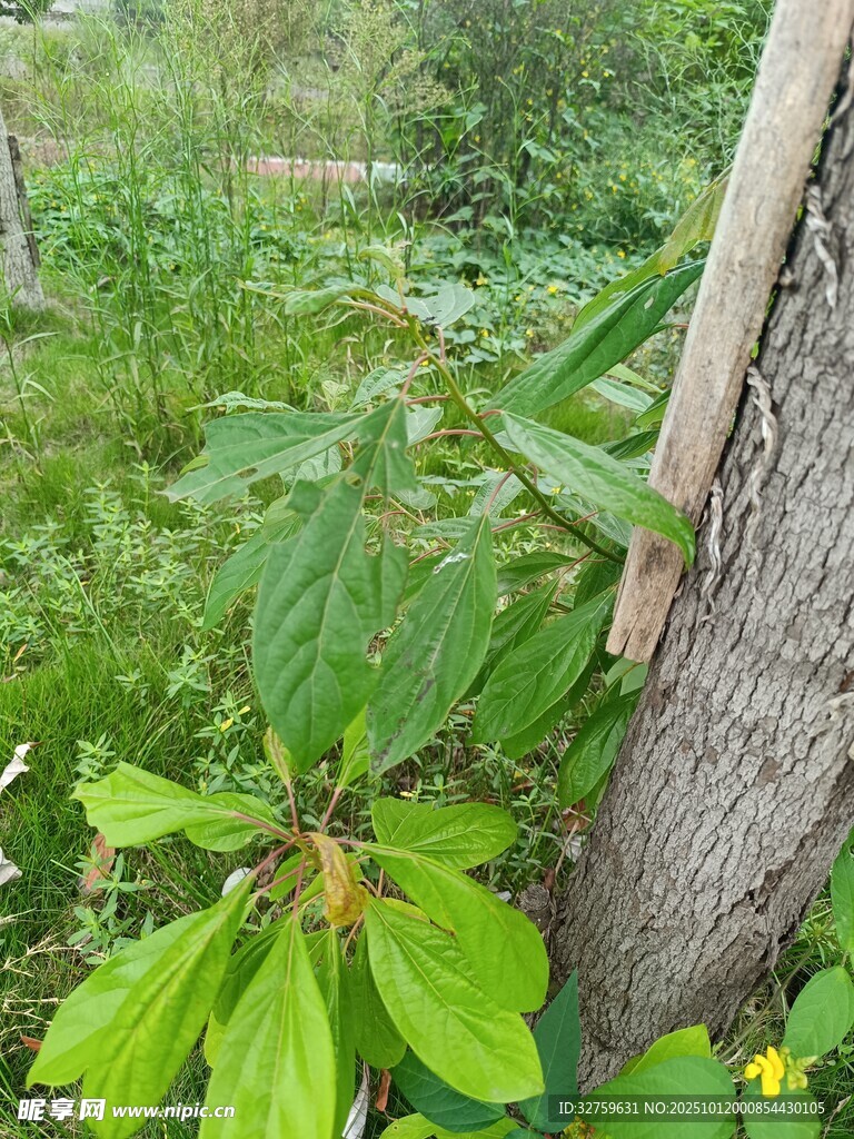 树干旁的翠绿植物
