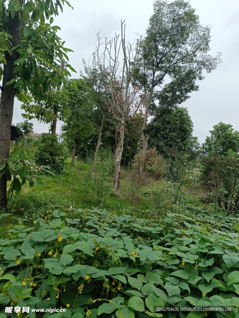 绿意盎然的野外植物景观