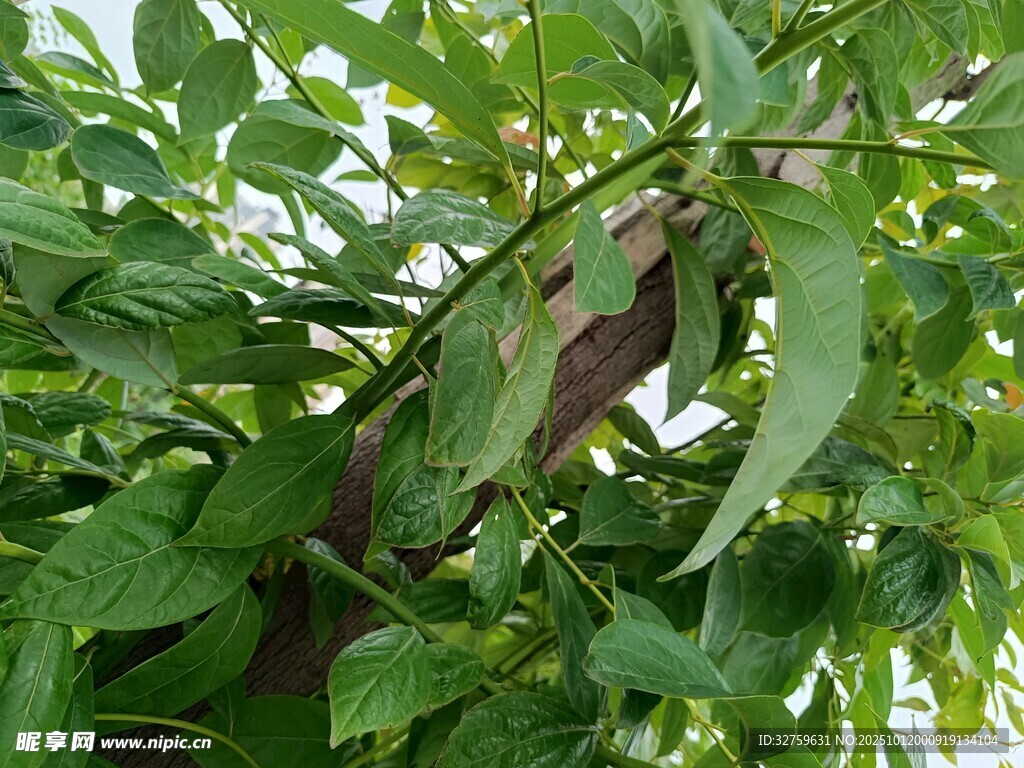 绿叶间的紫豆角