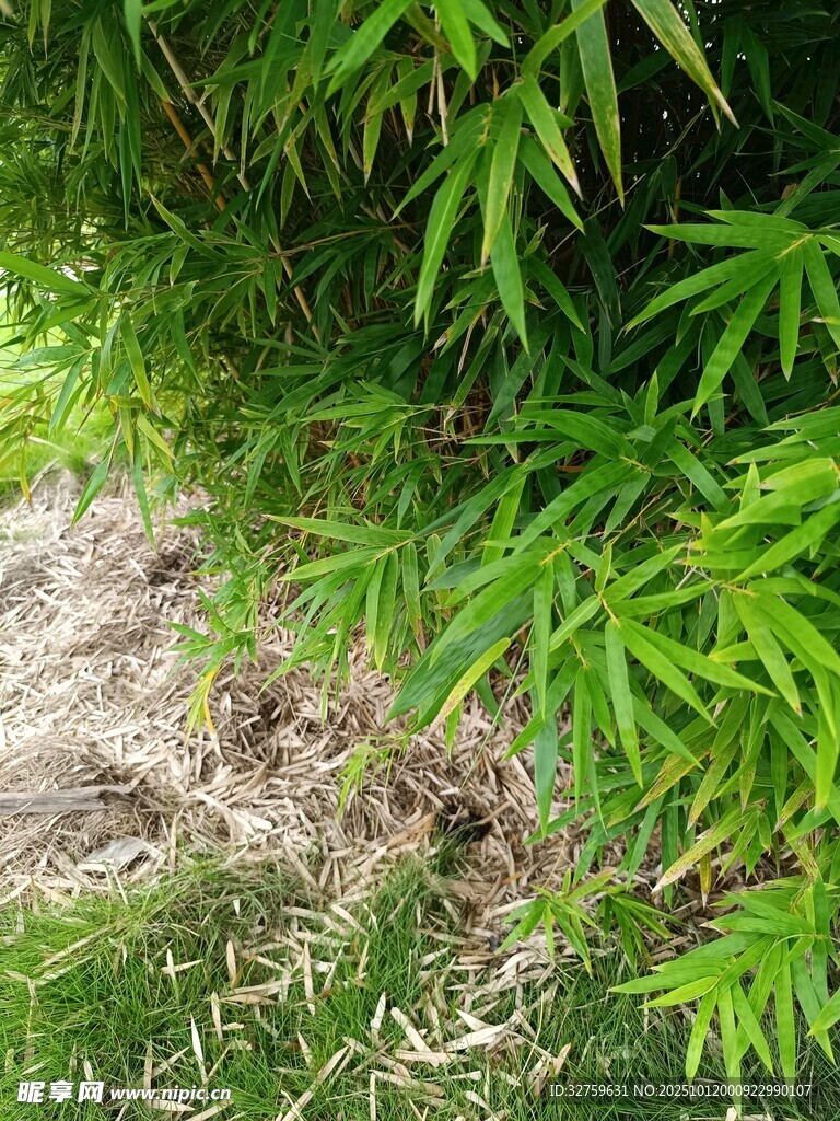 翠绿竹叶