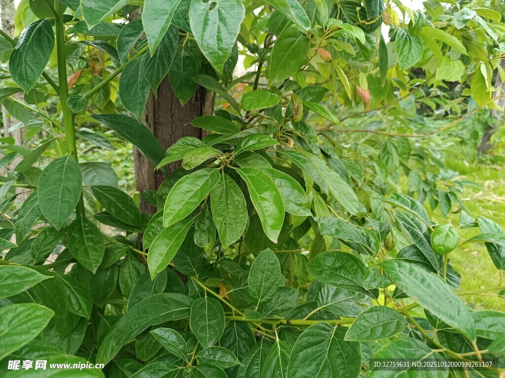 繁茂绿植景观