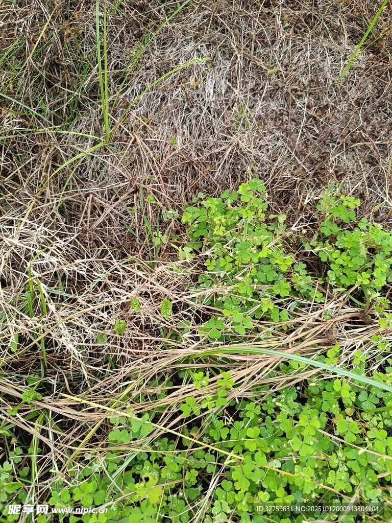 地面杂草与绿色植物景象