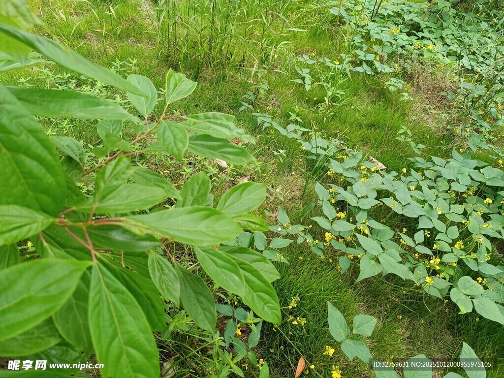 绿意盎然的野生植物景观