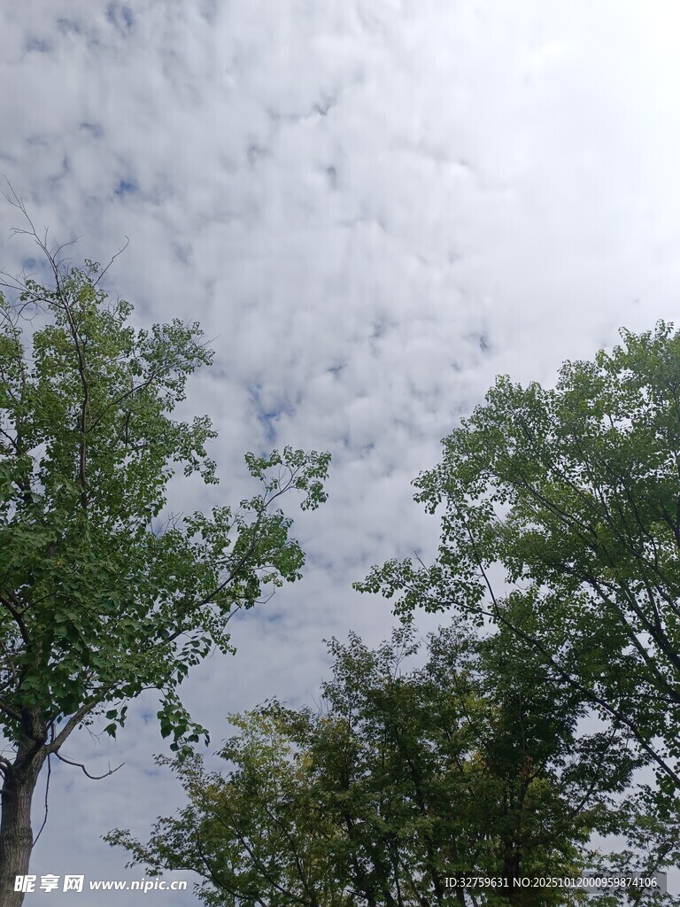 绿树映衬下的多云天空