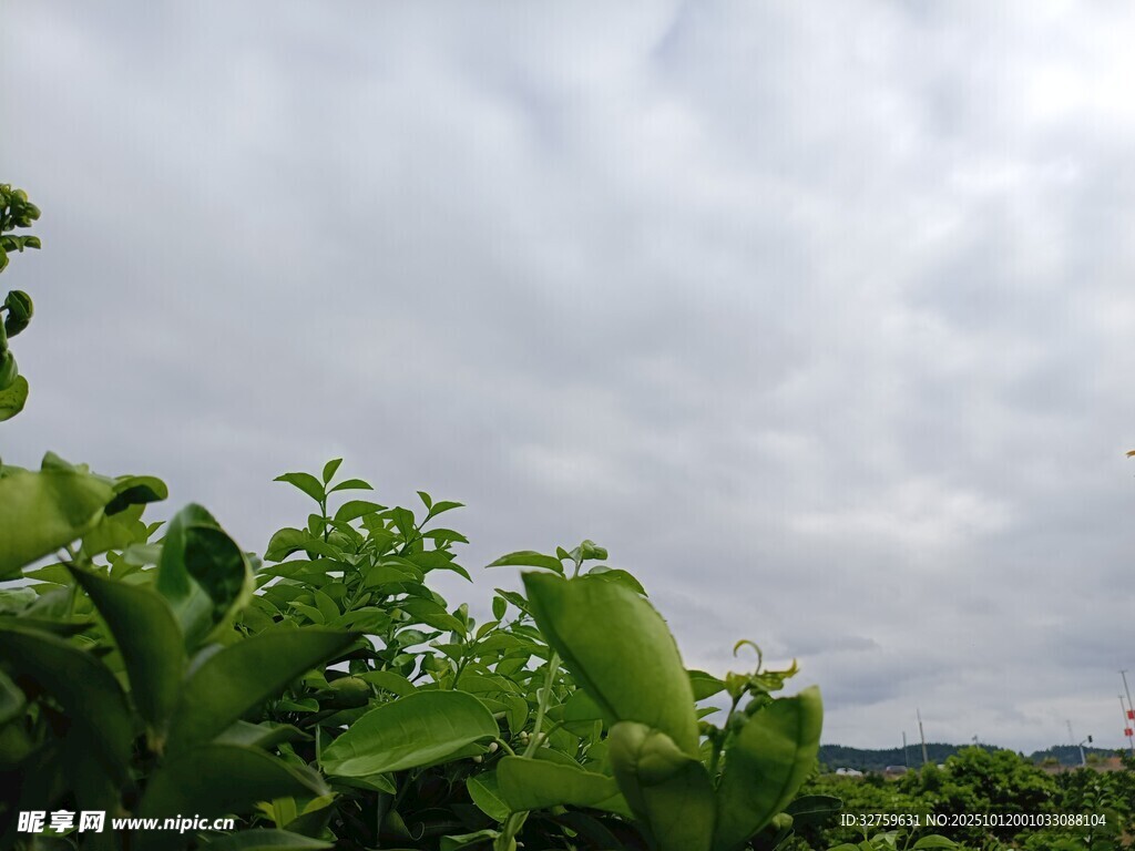 绿叶衬着阴沉天空