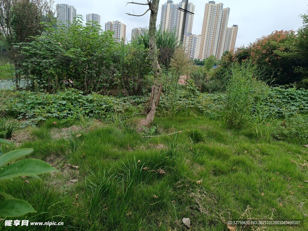 城市中的绿植景观角落