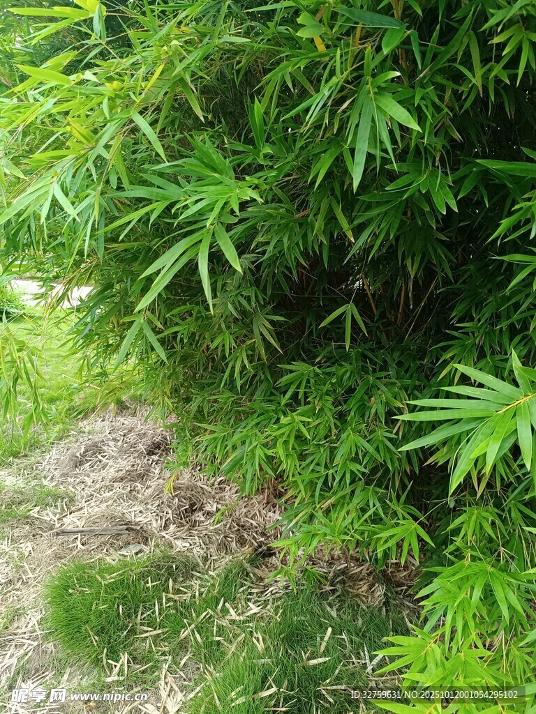 翠绿繁茂的竹林一角
