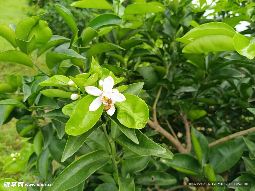 洁白栀子花绽放绿叶间