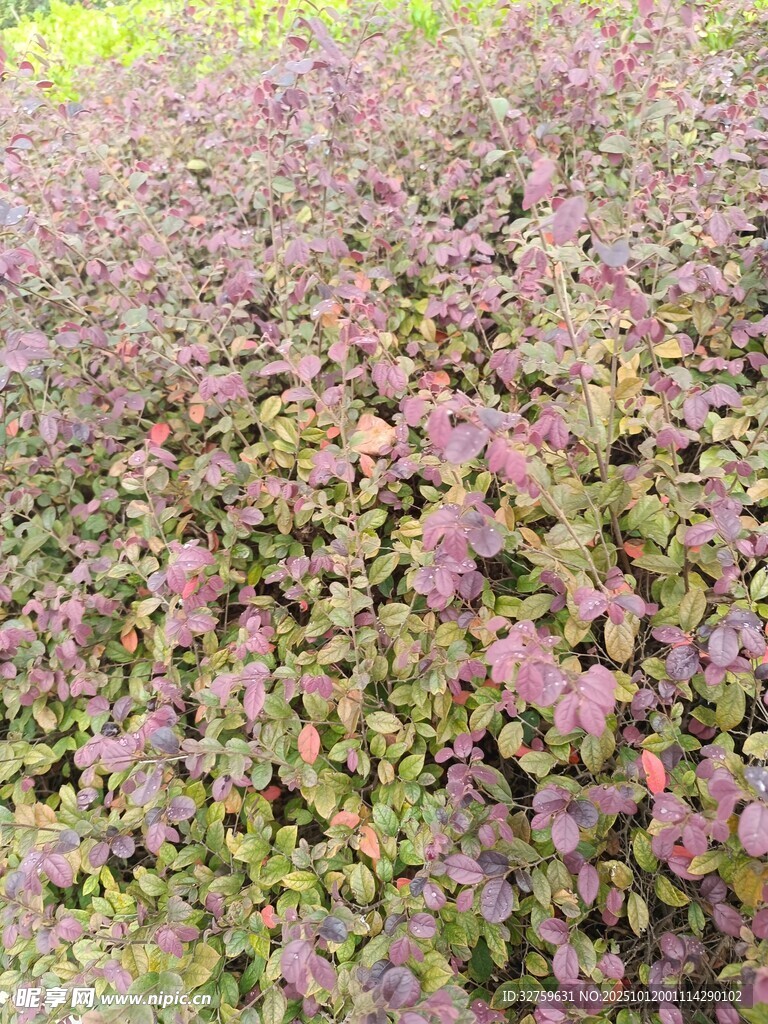 紫色植物景观