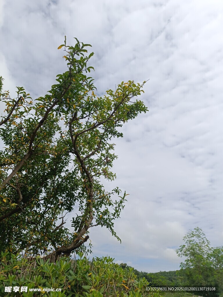 蓝天白云下的繁茂绿树