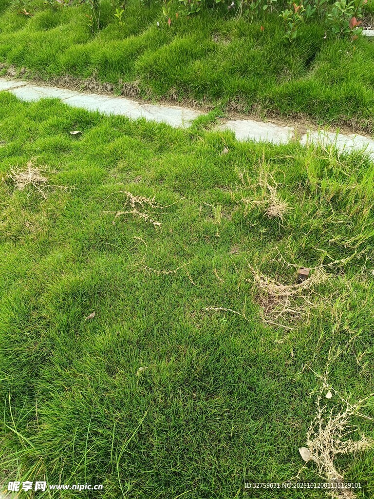 绿意盎然的草地小径