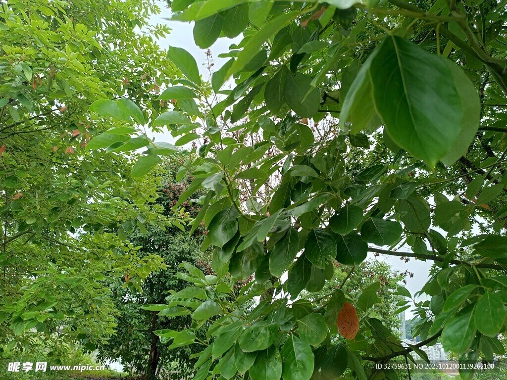 繁茂绿树间的生机景象