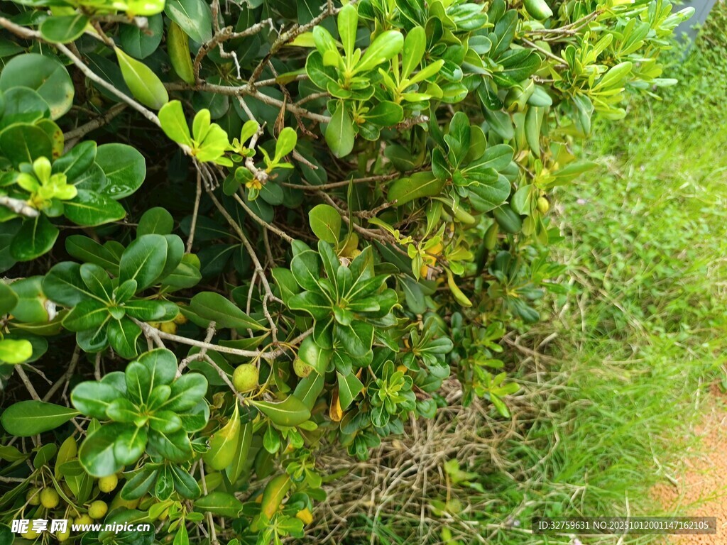 绿意盎然的小径旁植物景观