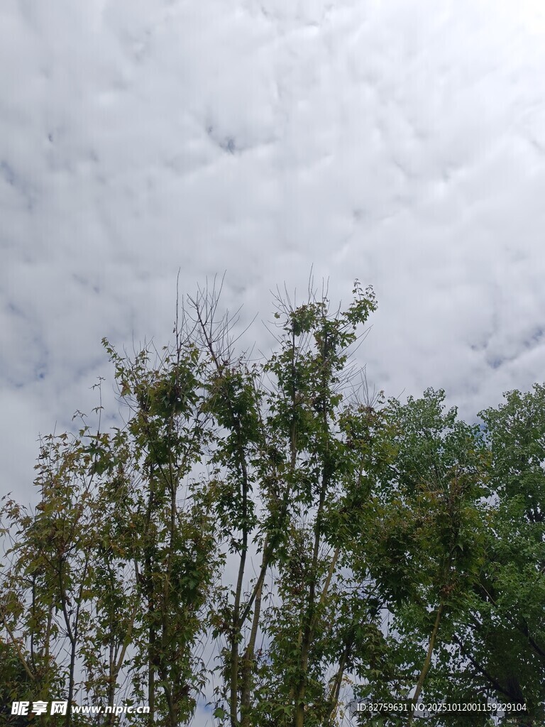 天空下的葱郁树梢