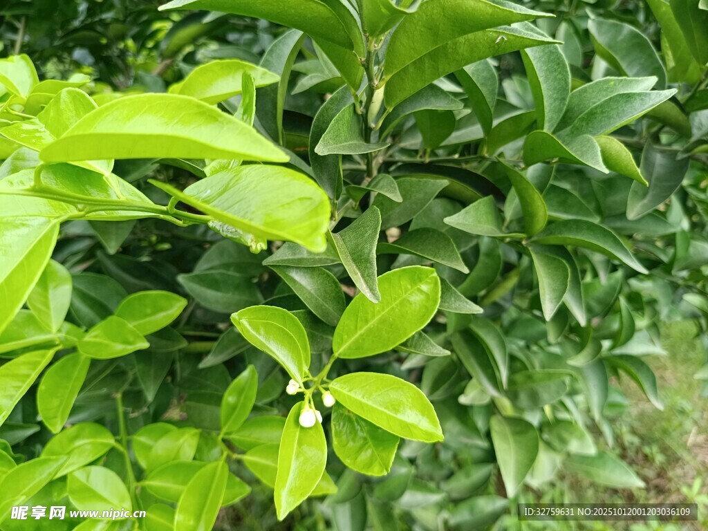 绿叶繁茂的柑橘植株
