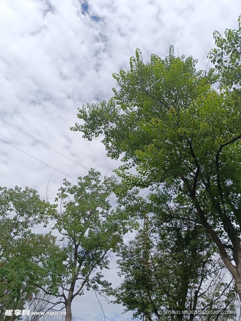 绿树之上的多云天空