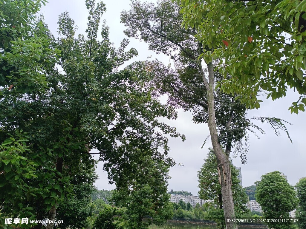 葱郁树林中的挺拔树木